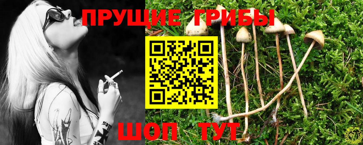 Псилоцибиновые грибы Psilocybe Азнакаево